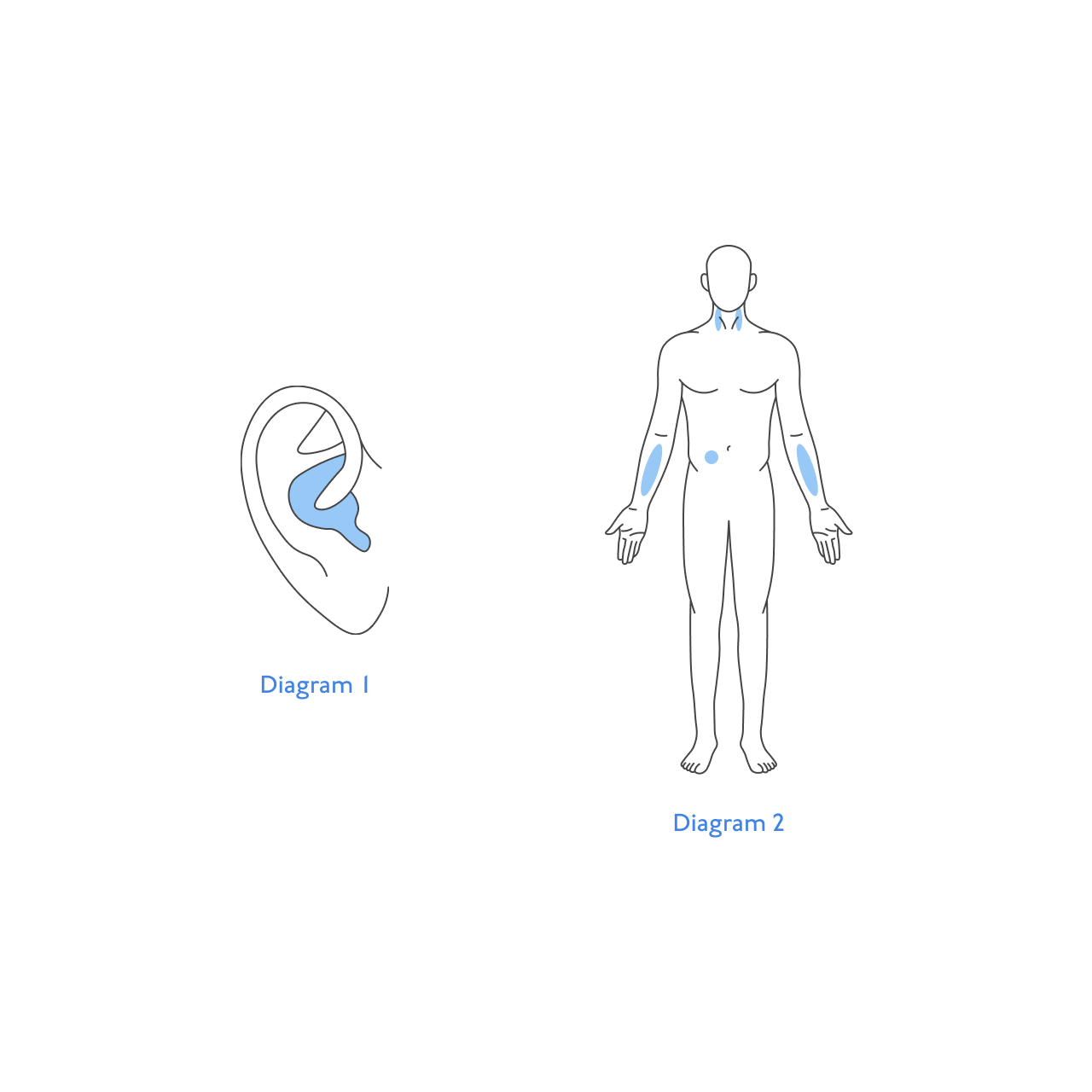 Muscle Joint
