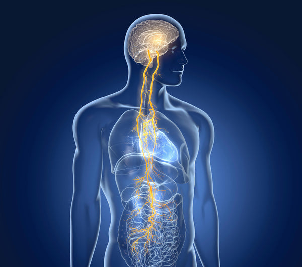 The Vagus Nerve - The Most Important Nerve For Your Health